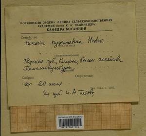 Funaria hygrometrica Hedw., Гербарий мохообразных, Мхи - Центральное Нечерноземье (B6) (Россия)