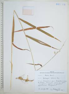 Серобородник сибирский Trin., Сибирь, Дальний Восток (S6) (Россия)