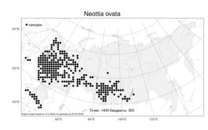 Neottia ovata, Гнездовка яйцевидная (L.) Bluff & Fingerh., Атлас флоры России (FLORUS) (Россия)