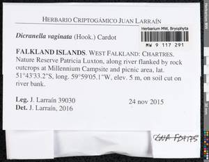 Dicranella vaginata (Hook.) Cardot, Гербарий мохообразных, Мхи - Америка (BAm) (Фолклендские острова)