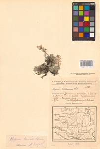 Бурачок ленский Adams, Восточная Европа, Восточный район (E10) (Россия)