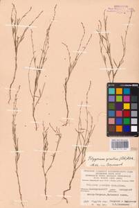 Спорыш отклоненный, Горец отклоненный M.Bieb., Восточная Европа, Восточный район (E10) (Россия)