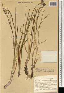 Лук стареющий L., Монголия (MONG) (Монголия)