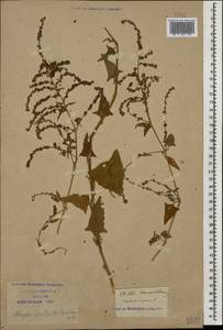 Лебеда лежачая, Лебеда простертая DC., Кавказ, Краснодарский край и Адыгея (K1a) (Россия)