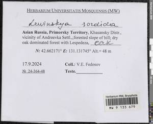 Lewinskya sordida (Sull. & Lesq.) F. Lara, Garilleti & Goffinet, Гербарий мохообразных, Мхи - Дальний Восток (без Чукотки и Камчатки) (B20) (Россия)