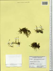 Bryodesma sibiricum (Milde) Soják, Сибирь, Центральная Сибирь (S3) (Россия)