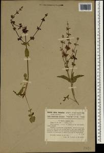 Salvia judaica Boiss., Зарубежная Азия (ASIA) (Израиль)