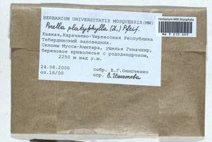 Porella platyphylla (L.) Pfeiff., Гербарий мохообразных, Мхи - Северный Кавказ и Предкавказье (B12) (Россия)