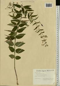 Vincetoxicum hirundinaria subsp. stepposum (Pobed.) Markgr., Восточная Европа, Центральный лесостепной район (E6) (Россия)