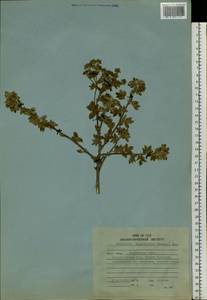 Dasiphora davurica var. mandshurica (Maxim.) Verloove & Lambinon, Сибирь, Дальний Восток (S6) (Россия)