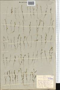 Желтушник гулявниковидный C.A. Mey., Средняя Азия и Казахстан, Северный и Центральный Казахстан (M10) (Казахстан)