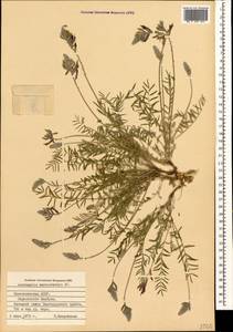 Астрагал крупноколосый DC., Кавказ, Азербайджан (K6) (Азербайджан)