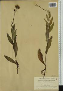 Hieracium inuloides subsp. lanceolatifolium (Zahn) Zahn, Западная Европа (EUR) (Германия)