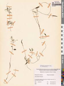 Лютик волосолистный, Шелковник волосолистный Chaix, Сибирь, Чукотка и Камчатка (S7) (Россия)