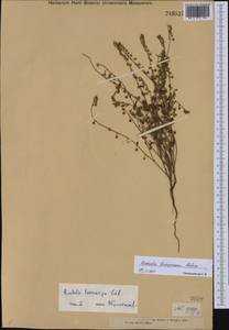 Rochelia leiosperma (Popov) Golosk., Средняя Азия и Казахстан, Джунгарский Алатау и Тарбагатай (M5) (Казахстан)
