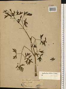 Златогоричник морозниковый (L.) Schur, Восточная Европа, Восточный район (E10) (Россия)