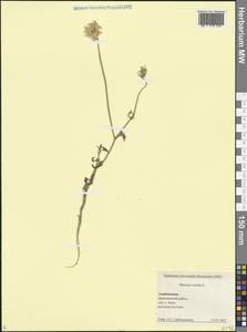 Морковь обыкновенная, Морковь дикая L., Кавказ, Азербайджан (K6) (Азербайджан)