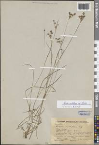 Luzula multiflora subsp. sibirica V.I.Krecz., Сибирь, Алтай и Саяны (S2) (Россия)