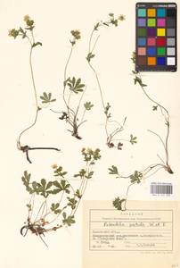Лапчатка оттопырено-пушистая, Лапчатка поникшая Waldst. & Kit., Восточная Европа, Центральный лесостепной район (E6) (Россия)