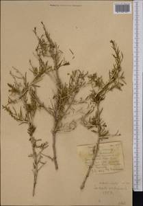 Xylosalsola arbuscula (Pall.) Tzvelev, Средняя Азия и Казахстан, Каракумы (M6) (Туркмения)