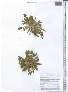 Pentanema rhizocephalum (Schrenk) Sennikov, Средняя Азия и Казахстан, Западный Тянь-Шань и Каратау (M3) (Киргизия)
