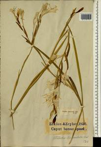 Gladiolus carneus F.Delaroche, Африка (AFR) (ЮАР)