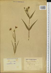 Rabelera holostea (L.) M. T. Sharples & E. A. Tripp, Восточная Европа, Северо-Украинский район (E11) (Украина)
