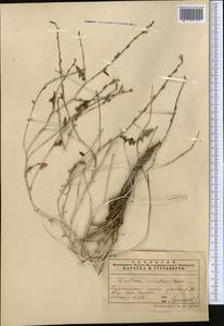 Lactuca orientalis subsp. orientalis, Средняя Азия и Казахстан, Памир и Памиро-Алай (M2) (Узбекистан)