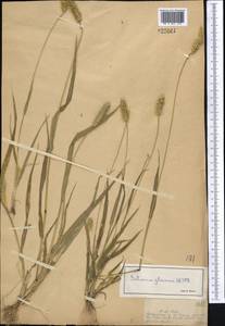 Щетинник сизый, Щетинник малый (Poir.) Roem. & Schult., Средняя Азия и Казахстан, Муюнкумы, Прибалхашье и Бетпак-Дала (M9) (Казахстан)