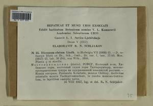 Dicranum drummondii Müll. Hal., Гербарий мохообразных, Мхи - Карелия, Ленинградская и Мурманская области (B4) (Россия)