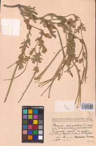 Мачок рогатый (L.) Rudolph, Восточная Европа, Нижневолжский район (E9) (Россия)