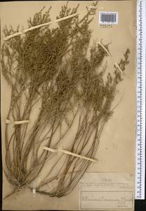 Полынь туранская (Krasch.) Poljak., Средняя Азия и Казахстан, Муюнкумы, Прибалхашье и Бетпак-Дала (M9) (Казахстан)