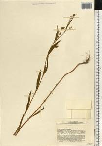 Горец развесистый, Горец щавелелистный (L.) Gray, Восточная Европа, Северо-Западный район (E2) (Россия)