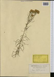 Солонечник льновидный (L.) Rchb. fil., Западная Европа (EUR) (Швейцария)