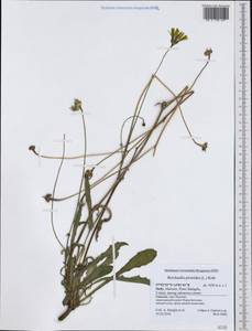 Reichardia picroides (L.) Roth, Западная Европа (EUR) (Италия)