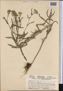 Achillea alpina subsp. alpina, Сибирь, Якутия (S5) (Россия)