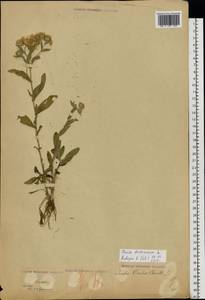 Pentanema britannicum (L.) D.Gut.Larr., Santos-Vicente, Anderb., E.Rico & M.M.Mart.Ort., Восточная Европа, Молдавия (E13a) (Молдавия)