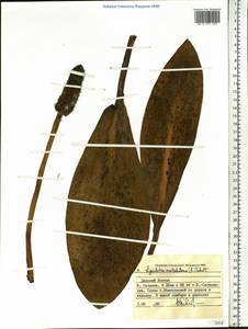 Временнокрыльник камчатский (L.) Schott, Сибирь, Дальний Восток (S6) (Россия)