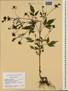 Череда олиственная, Череда многолистная L., Крым (KRYM) (Россия)