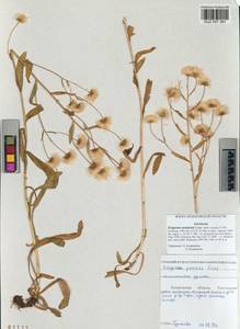Erigeron brachycephalus H. Lindb., Сибирь, Алтай и Саяны (S2) (Россия)