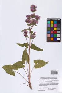 Phlomoides puberula (Krylov & Serg.) Adylov, Kamelin & Makhm., Восточная Европа, Нижневолжский район (E9) (Россия)