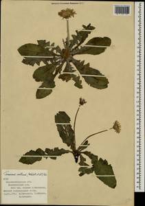 Одуванчик поздний (Waldst. & Kit.) Poir., Восточная Европа, Северо-Украинский район (E11) (Украина)