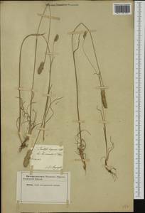 Dactylis glomerata subsp. hispanica (Roth) Nyman, Западная Европа (EUR) (Неизвестно)