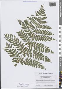 Щитовник распростертый (C.Presl) Fraser-Jenk. & Jermy, Сибирь, Дальний Восток (S6) (Россия)