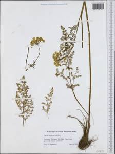 Meum athamanticum Jacq., Западная Европа (EUR) (Германия)