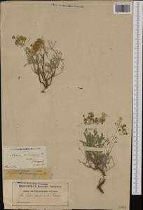 Hormathophylla saxigena (Jord. & Fourr.) D.A.German & Govaerts, Западная Европа (EUR) (Франция)