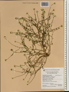 Anthemis pseudocotula Boiss., Зарубежная Азия (ASIA) (Кипр)