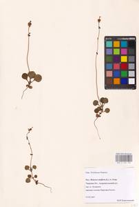 Одноцветка крупноцветковая (L.) A. Gray, Восточная Европа, Северо-Западный район (E2) (Россия)