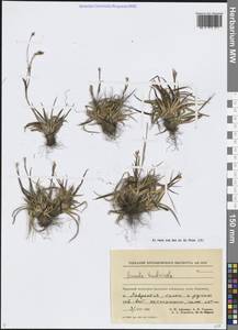 Ожика Чьельмана Miyabe & Kudô, Сибирь, Чукотка и Камчатка (S7) (Россия)