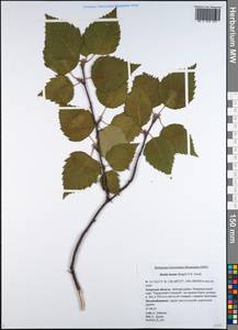 Береза шерстистая Regel, Сибирь, Дальний Восток (S6) (Россия)